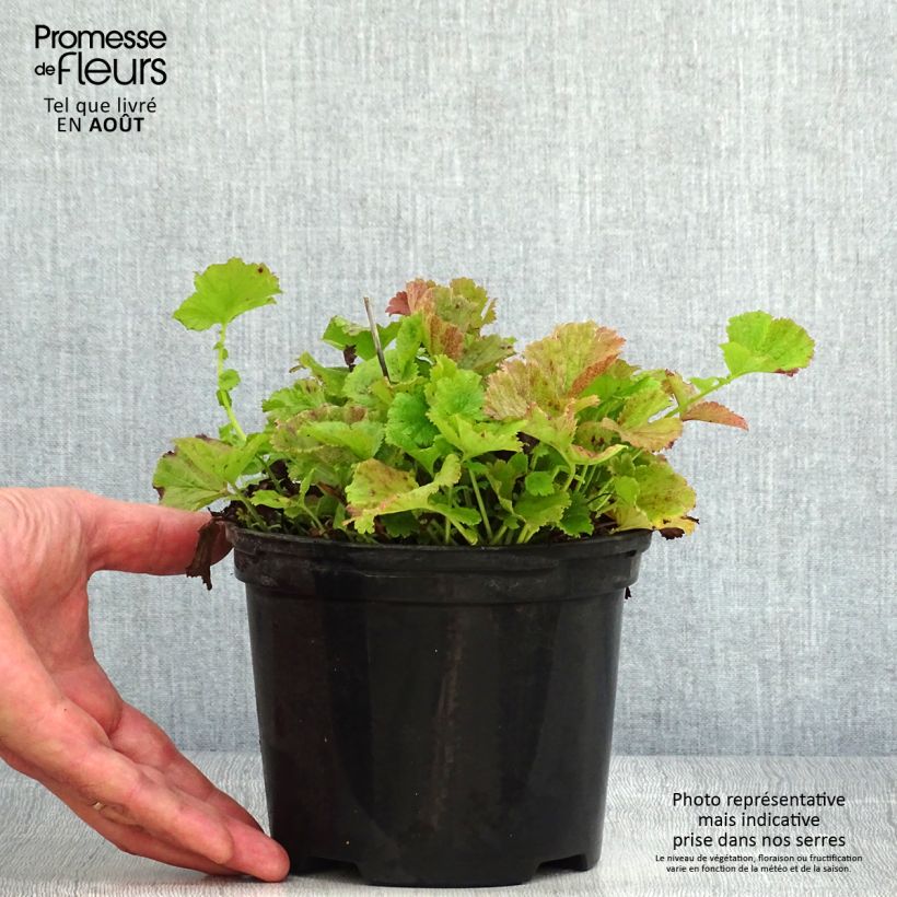 Spécimen de Geum Flames of Passion - Benoîte rose teintée de rouge Pot de 2L/3L tel que livré en été