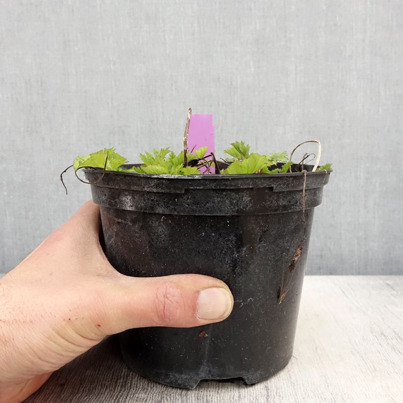 Spécimen de Geum Flames of Passion - Benoîte rose teintée de rouge - pot de 2L/3L tel que livré au printemps