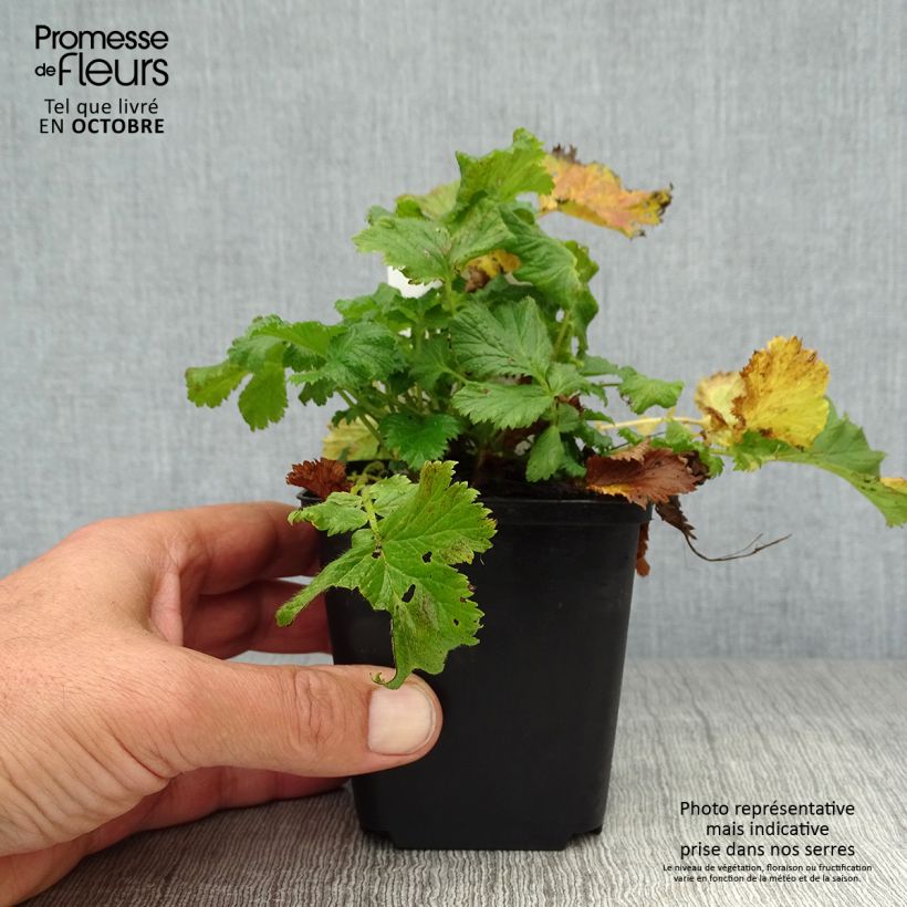Spécimen de Geum Nonna - Benoîte Godet de 7/8 cm tel que livré en automne