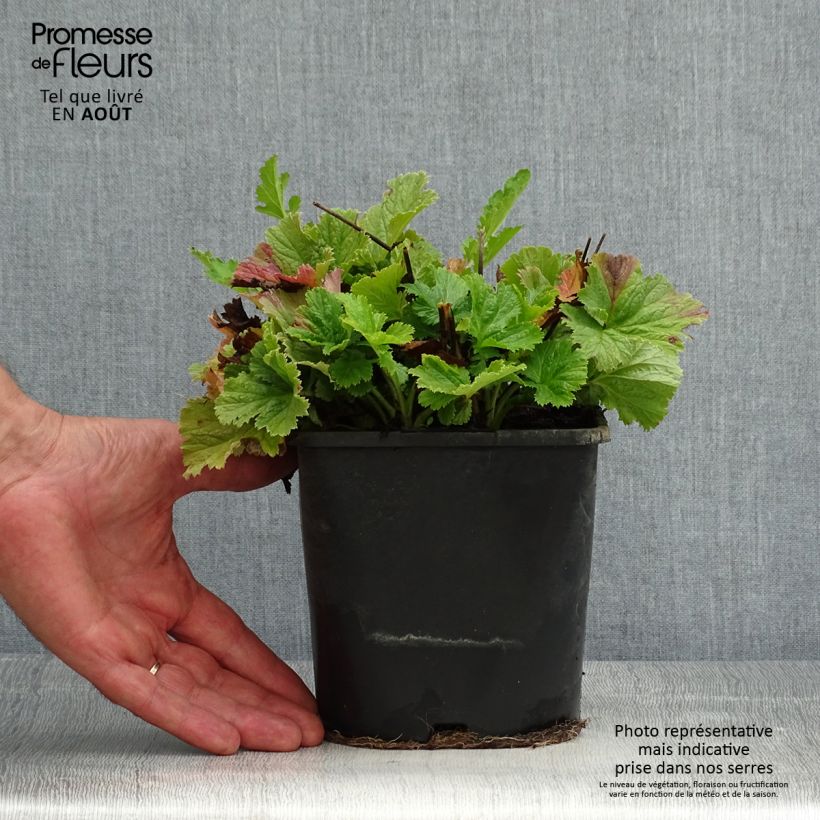 Spécimen de Geum Pretticoats Peach - Benoîte  Pot de 2L/3L tel que livré en été