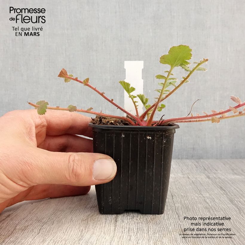 Spécimen de Geum Prinses Juliana - Benoite orange et jaune Godet de 9cm tel que livré au printemps