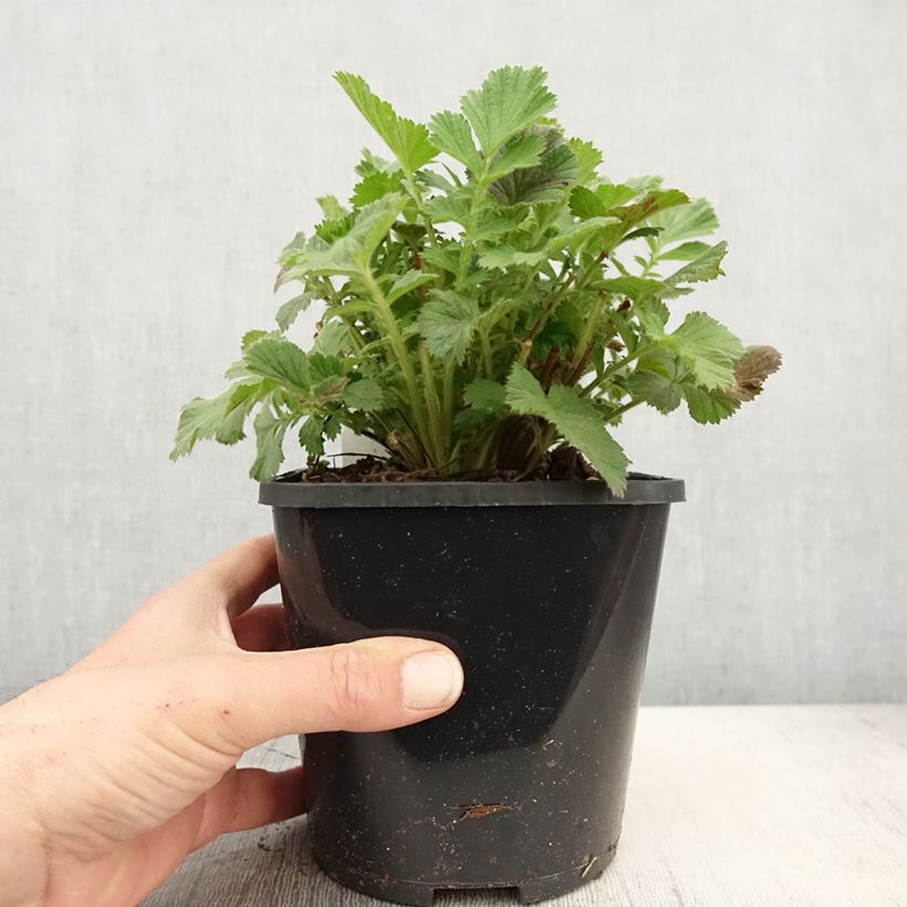 Spécimen de Geum Scarlet Tempest - Benoîte hybride - Pot de 2L/3L tel que livré au printemps