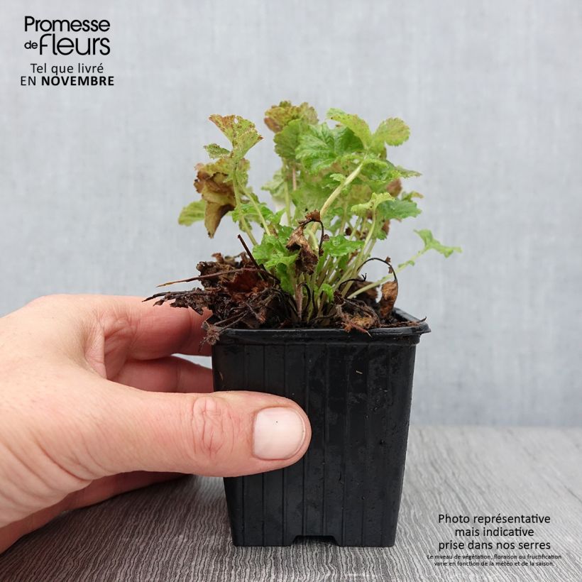 Spécimen de Geum Tempo Rose - Benoîte Godet de 8/9 cm tel que livré en automne