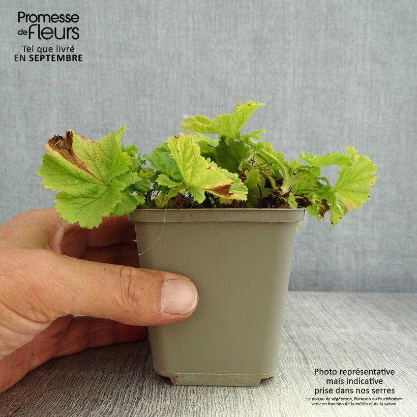 Spécimen de Geum Tempo Yellow - Benoîte Godet de 8/9 cm tel que livré en été