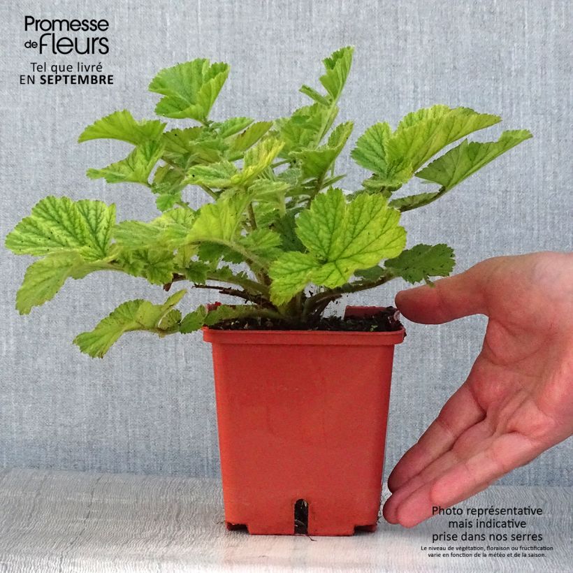 Spécimen de Geum Totally Tangerine - Benoîte orange vif Pot de 1L/1,5L tel que livré en été