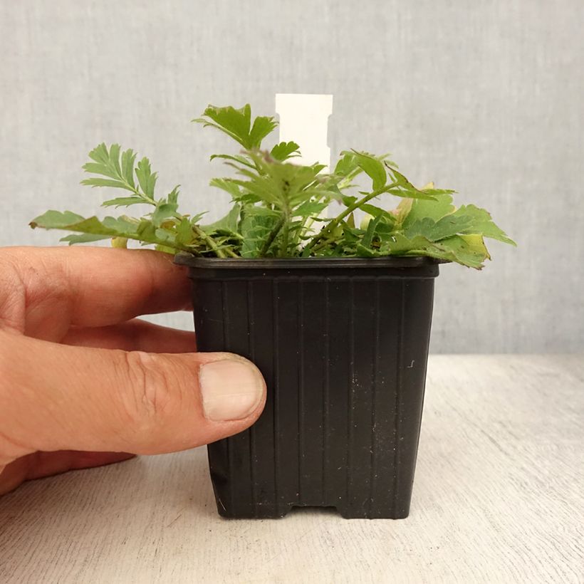 Spécimen de Geum triflorum - Benoîte rose rougeâtre Godet de 8/9 cm tel que livré en été
