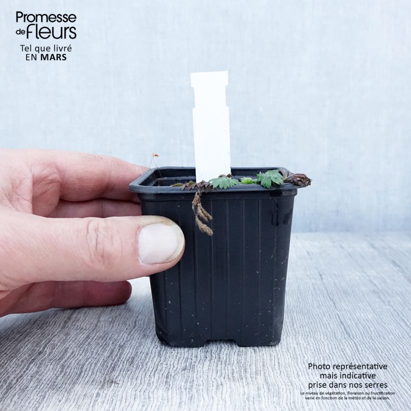 Spécimen de Geum triflorum - Benoîte rose rougeâtre Godet de 8/9cm tel que livré au printemps