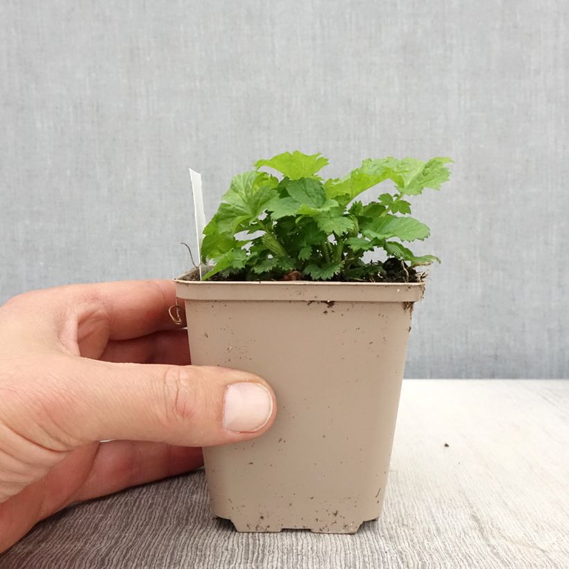 Spécimen de Geum Tutti Frutti - Benoîte jaune orangé - Godet de 8/9cm tel que livré au printemps