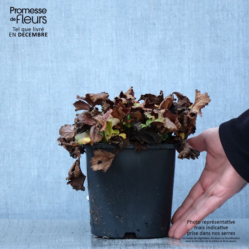 Spécimen de Geum Tutti Frutti - Benoîte jaune orangé Pot de 2L/3L tel que livré en automne