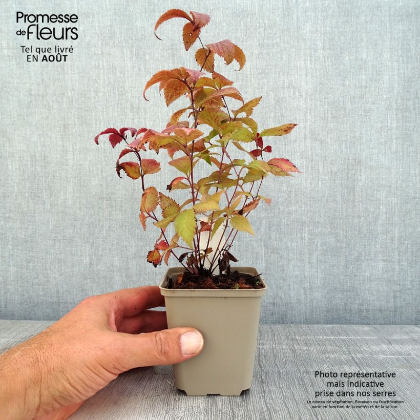 Spécimen de Gillenia trifoliata Pink Profusion Godet de 8/9 cm tel que livré en été