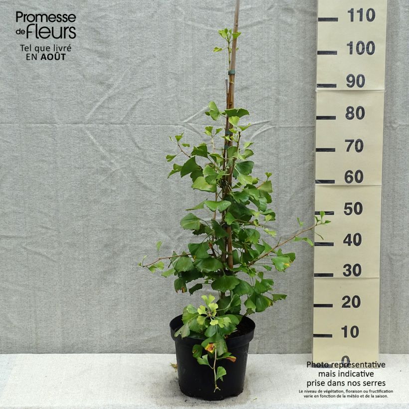 Spécimen de Ginkgo biloba Autumn Gold - Arbre aux quarante écus Pot de 7,5L/10L tel que livré en été