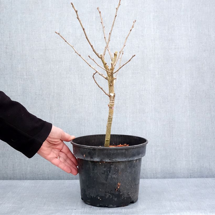 Spécimen de Ginkgo biloba Baldi - Arbre aux quarante écus nain Pot de 4L/5L tel que livré en hiver