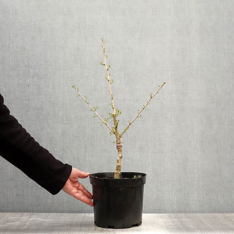 Spécimen de Ginkgo biloba Baldi - Arbre aux quarante écus nain - Pot de 4L/5L tel que livré au printemps