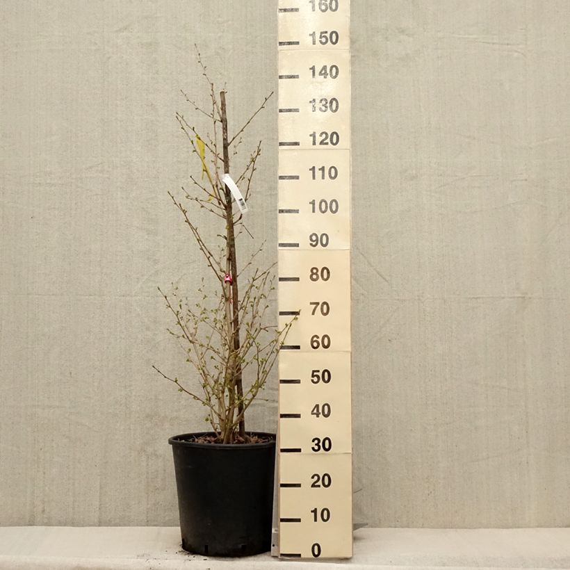 Spécimen de Ginkgo biloba Eiffel Pot de 30L/35L tel que livré au printemps