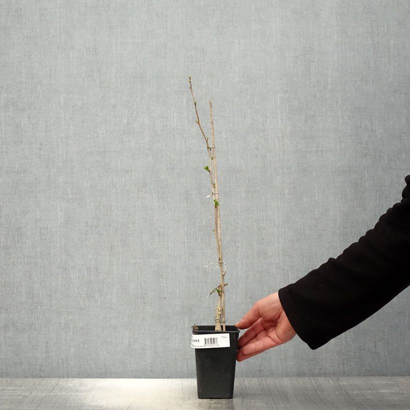Spécimen de Ginkgo Biloba fastigiata Gold Flame - Arbre aux quarante écus Pot de 1L tel que livré au printemps