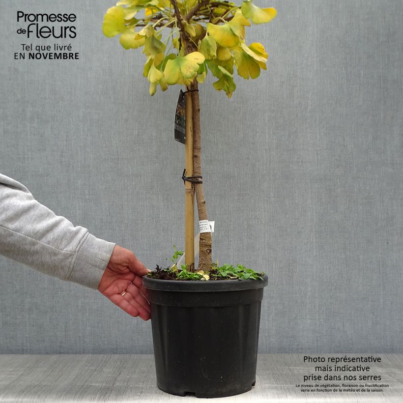 Spécimen de Ginkgo biloba Mariken - Arbre aux quarante écus nain Pot de 7,5L/10L, Tige de 40 cm tel que livré en automne