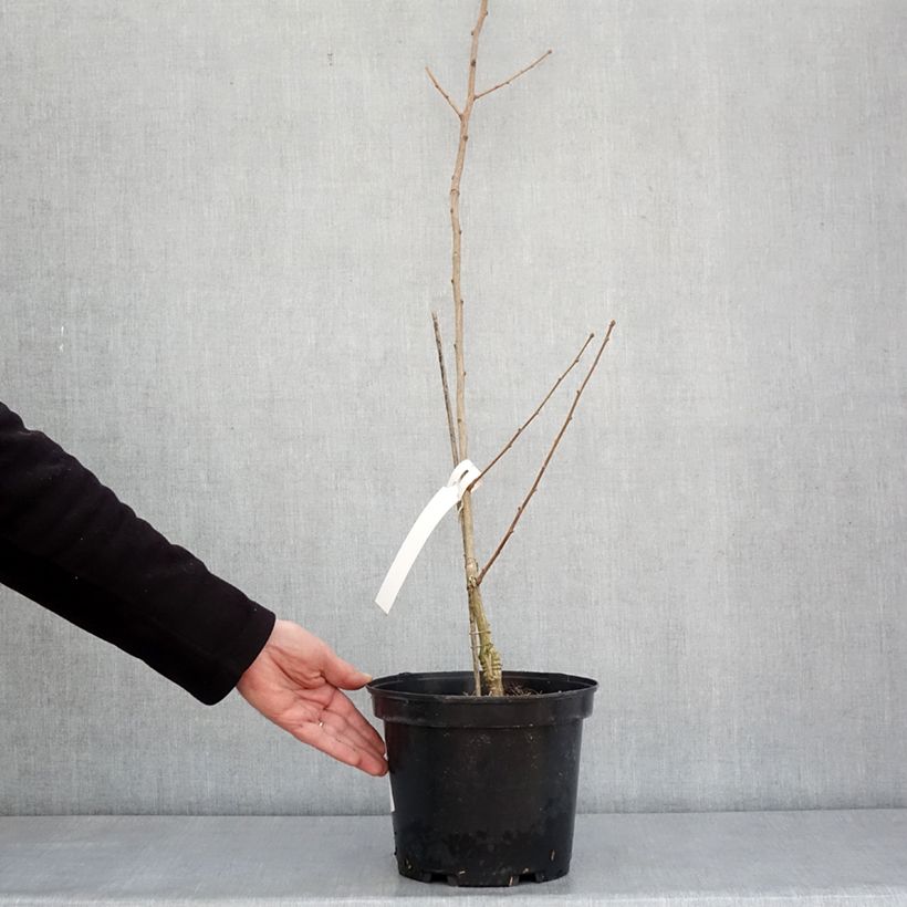 Spécimen de Ginkgo biloba Menhir - Arbre aux quarante écus  Pot de 4L/5L tel que livré en hiver