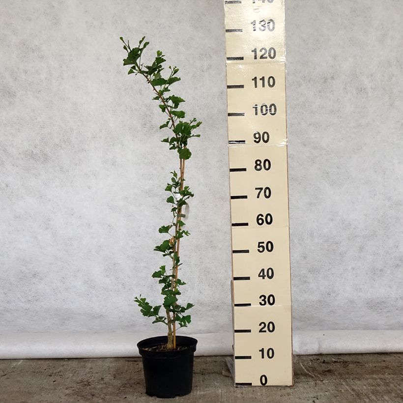 Spécimen de Ginkgo biloba Menhir - Arbre aux quarante écus en pot de 4L/5L tel que livré au printemps