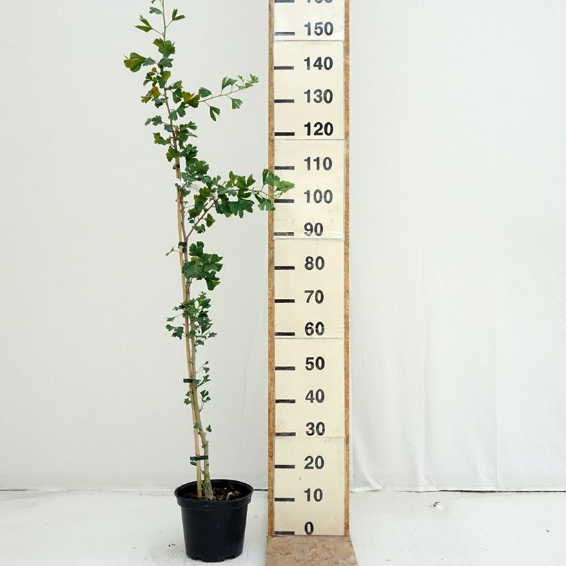 Spécimen de Ginkgo biloba Menhir - Arbre aux quarante écus  Pot de 4L/5L tel que livré en été
