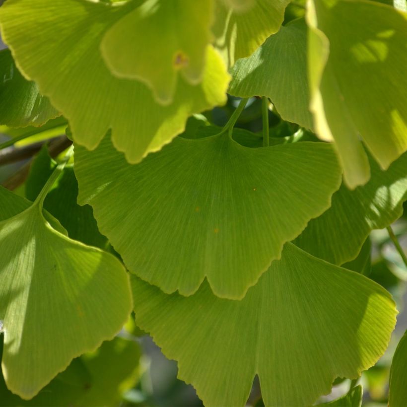 Ginkgo biloba - Arbre aux quarante écus (Feuillage)