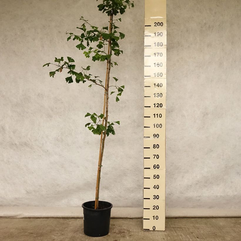 Spécimen de Ginkgo biloba - Arbre aux quarante écus Pot de 7,5L/10L tel que livré en été