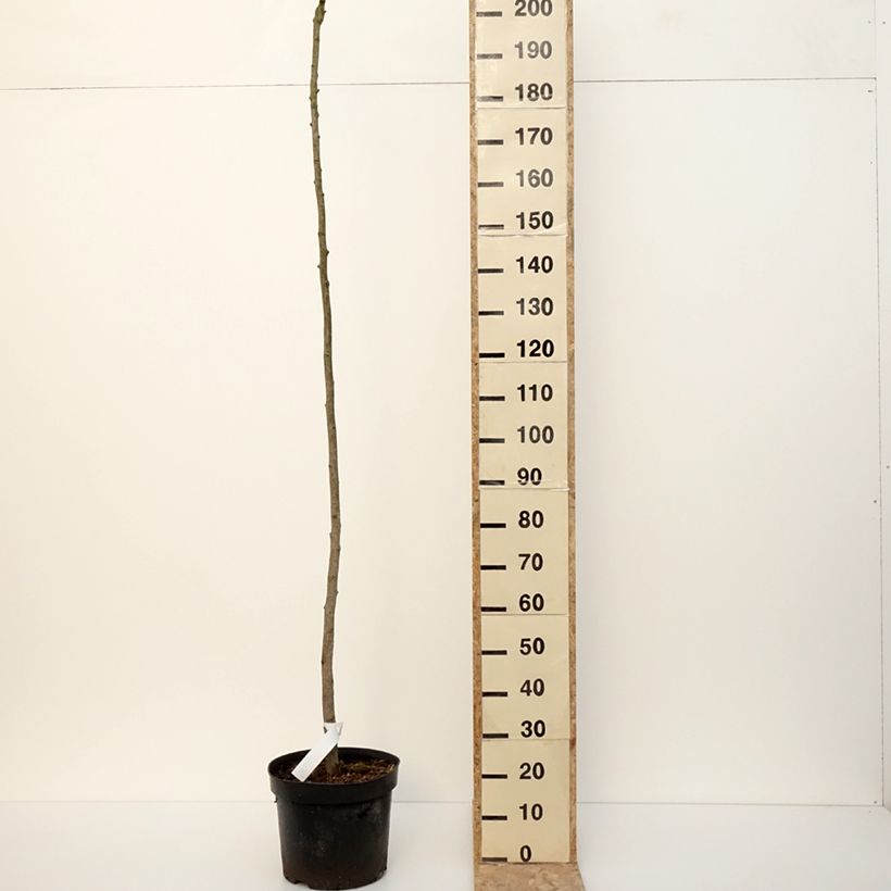 Spécimen de Ginkgo biloba Pendula - Arbre aux quarante écus sur tige en pot de 15L tel que livré en hiver