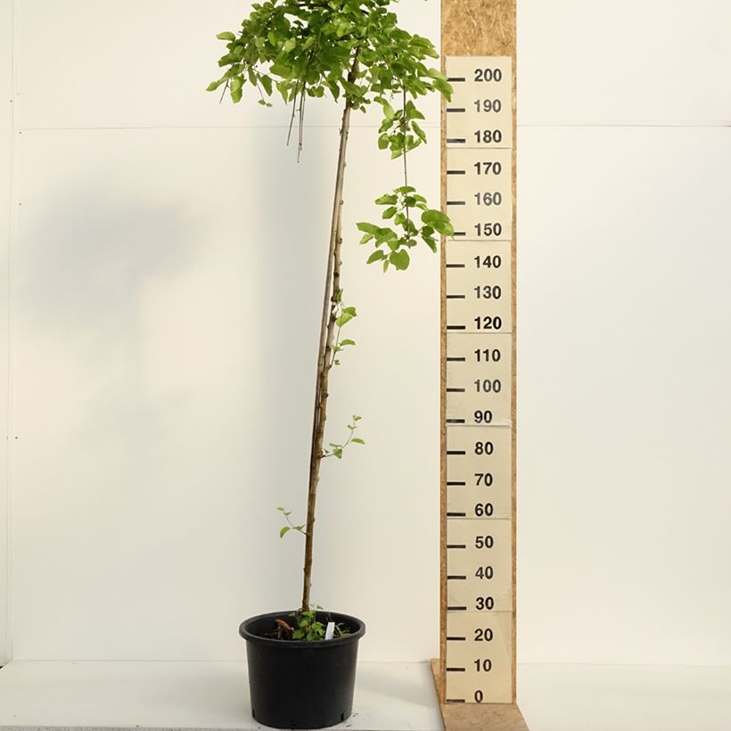 Spécimen de Ginkgo biloba Pendula - Arbre aux quarante écus Pot de 12L/15L, sur tige tel que livré au printemps