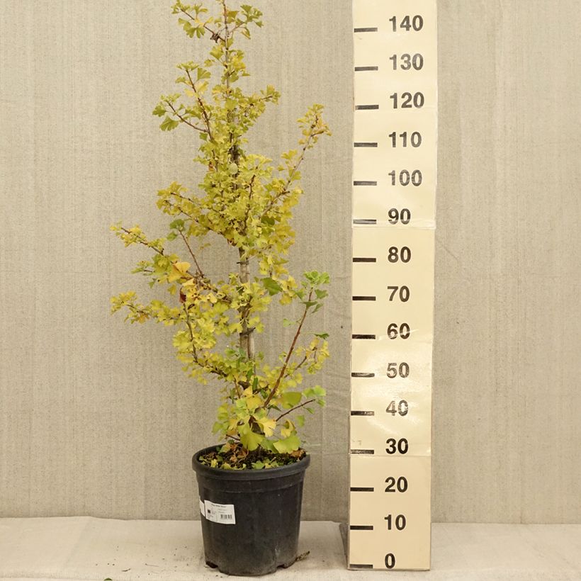 Spécimen de Ginkgo biloba Simon - Arbre aux quarante écus Pot de 18L/20L tel que livré en automne
