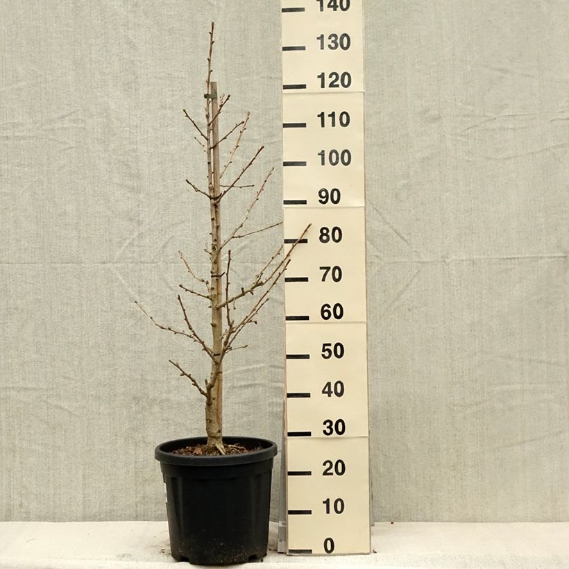Spécimen de Ginkgo biloba Simon - Arbre aux quarante écus - Pot de 18L/20L tel que livré au printemps