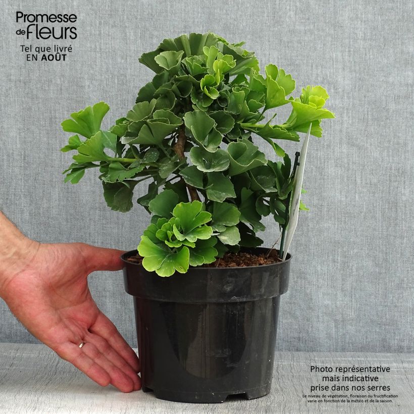 Spécimen de Ginkgo biloba Troll - Arbre aux quarante écus nain Pot de 2L/3L tel que livré en été