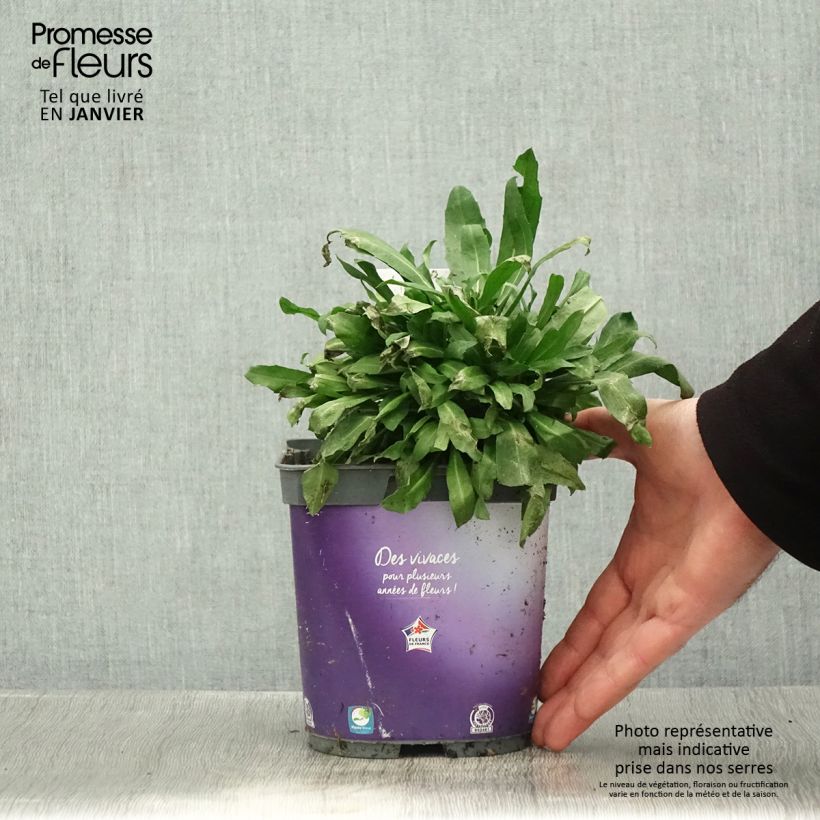 Spécimen de Giroflée vivace - Erysimum cheiri Spice Island Pot de 2L/3L tel que livré en hiver