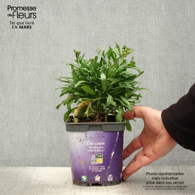 Spécimen de Giroflée vivace - Erysimum cheiri Spice Island en pot de 2/3 L Pot de 2L/3L tel que livré au printemps