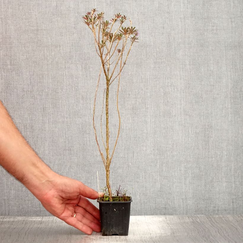 Spécimen de Giroflée vivace - Erysimum Poem Lavender  Godet de 8/9 cm tel que livré en été