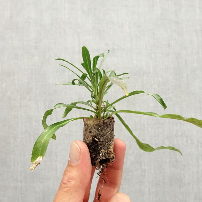 Spécimen de Giroflée vivace - Erysimum Winter Spirit - Mini-motte Ø 3/4 cm tel que livré en automne