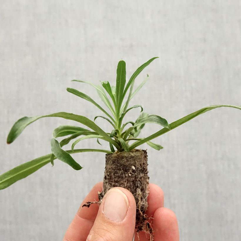 Spécimen de Giroflée vivace - Erysimum Winter Touch - Mini-motte Ø 3/4 cm tel que livré en automne