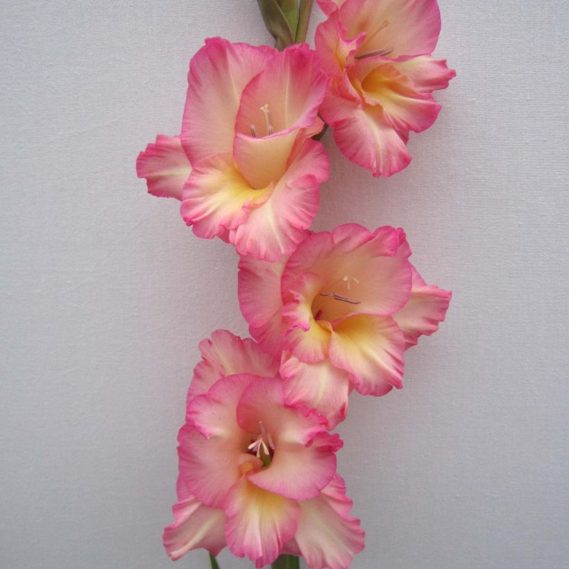 Glaïeul ou Gladiolus Fragrant Lady (Floraison)