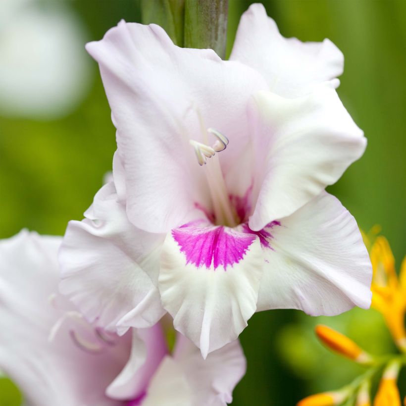 Glaïeul ou Gladiolus Home Coming (Floraison)