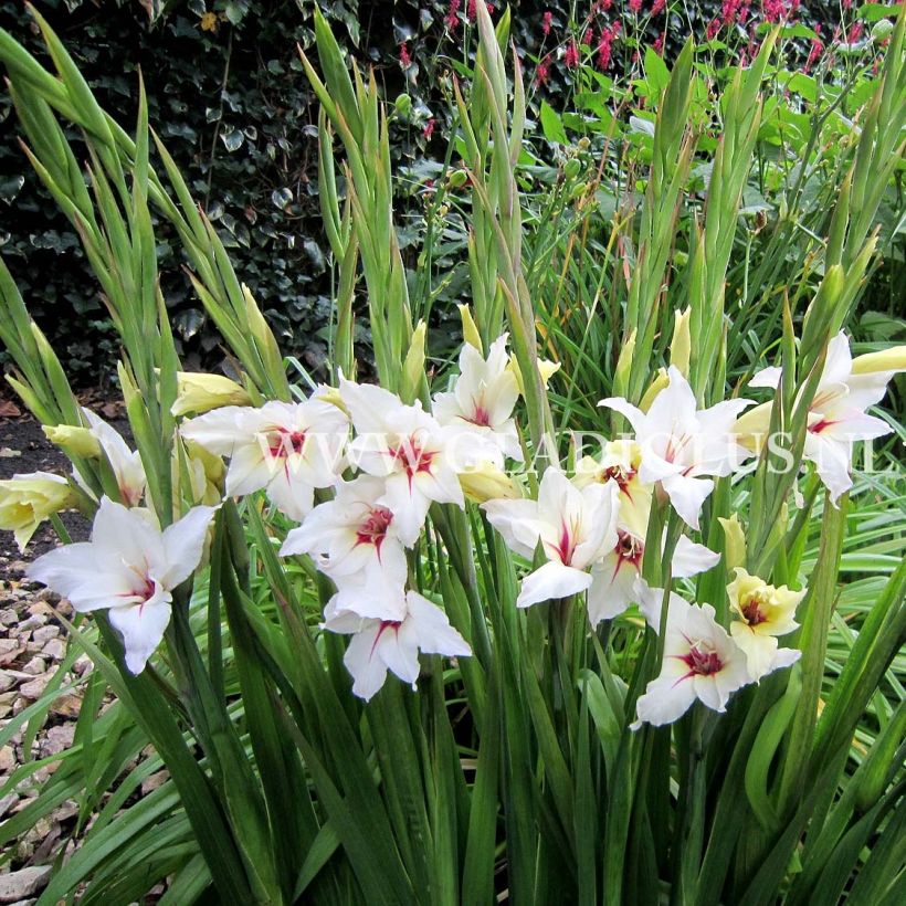 Glaïeul ou Gladiolus Lucky Star (Floraison)