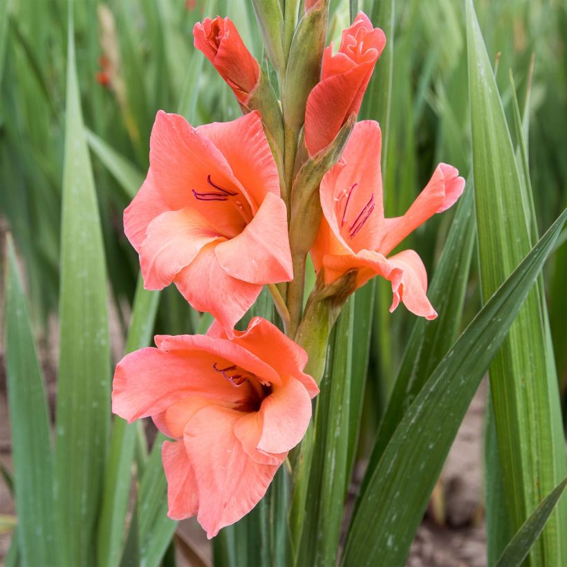 Glaïeul ou Gladiolus Peter Pears (Floraison)