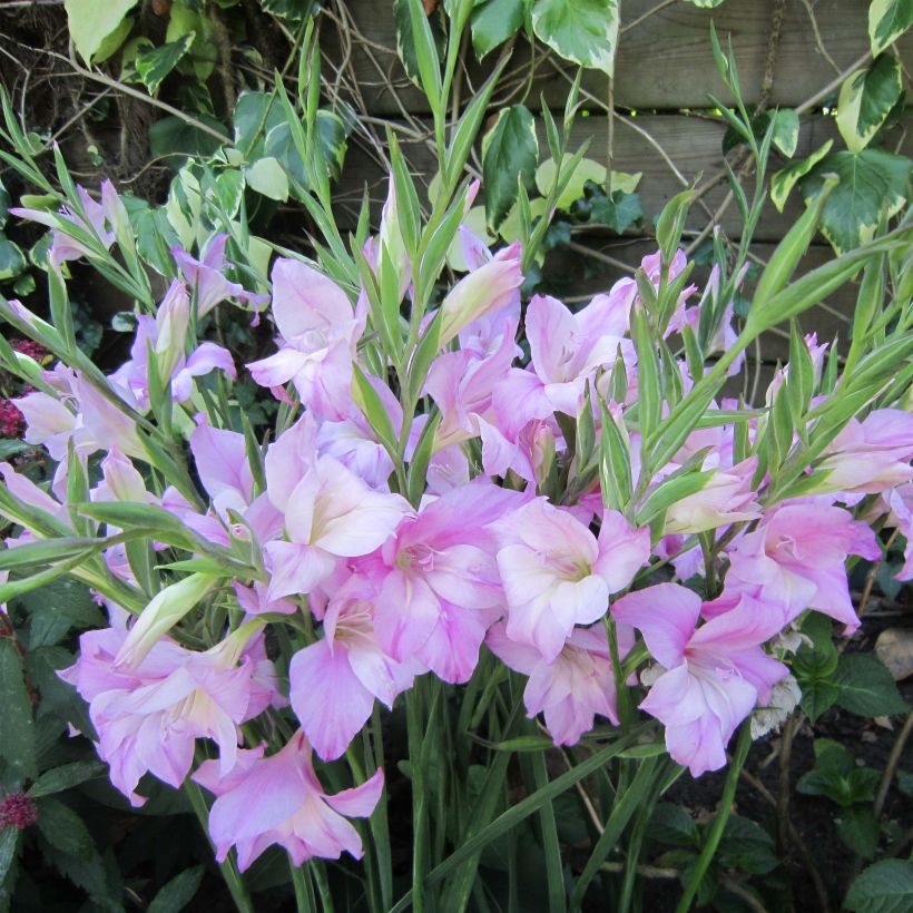 Glaïeul ou Gladiolus tubergenii Charming Lady (Floraison)