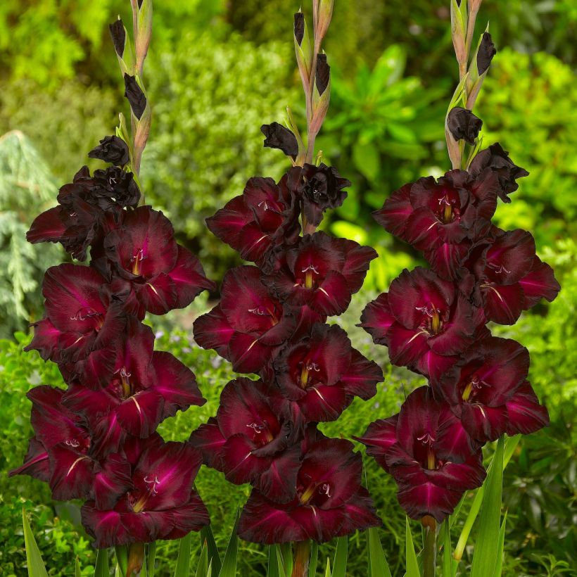 Glaïeul ou Gladiolus Black Surprise (Floraison)