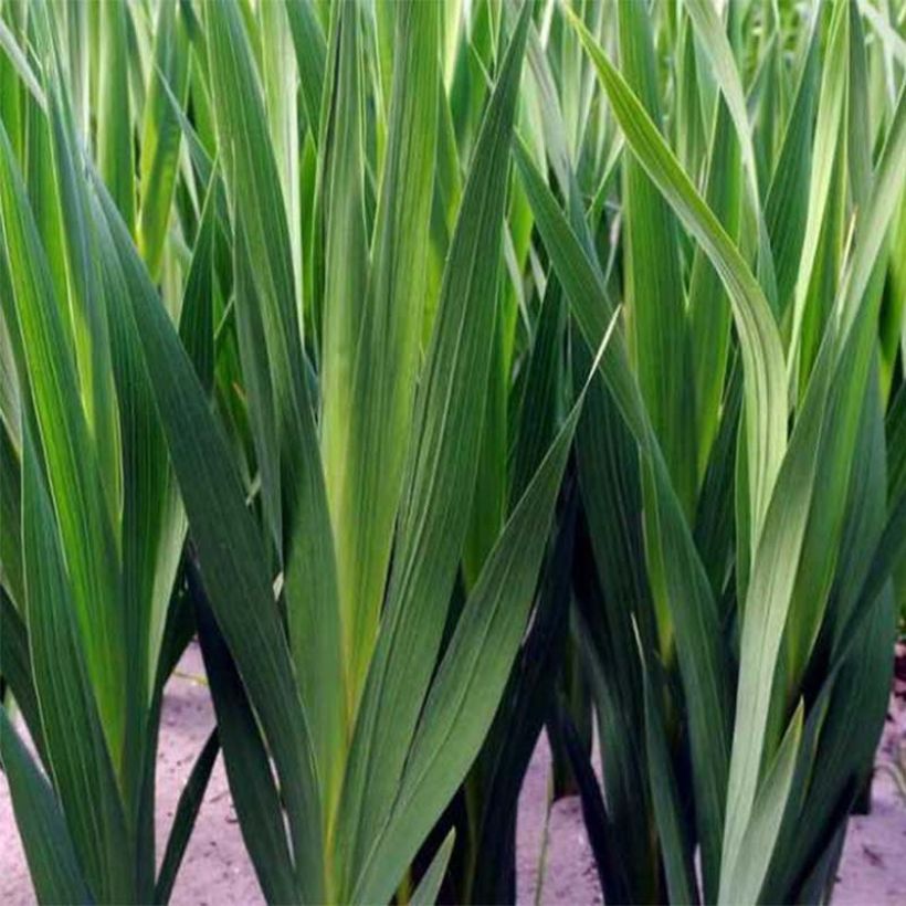 Glaïeul de Byzance - Gladiolus byzantinus Whistling Jack (Feuillage)