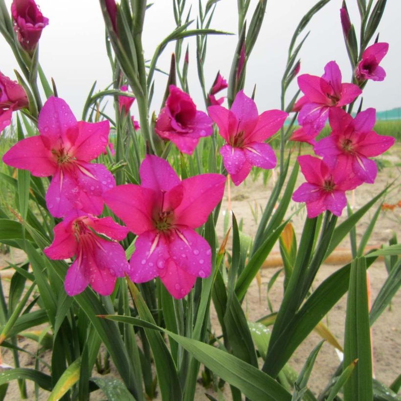 Glaïeul de Byzance - Gladiolus byzantinus Whistling Jack (Floraison)