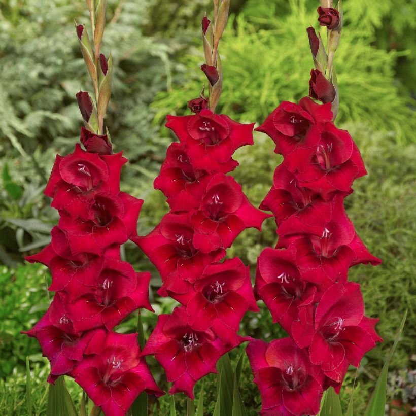 Glaïeul ou Gladiolus Cayenne (Floraison)