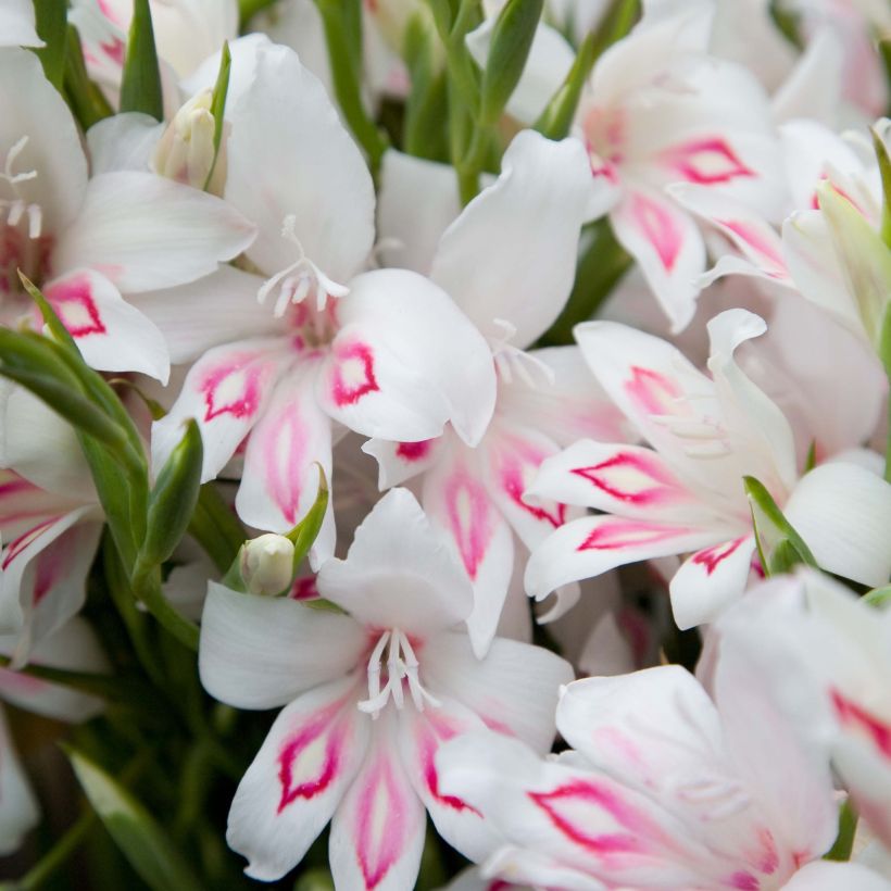 Glaieul ou Gladiolus colvillei Nymph (Floraison)