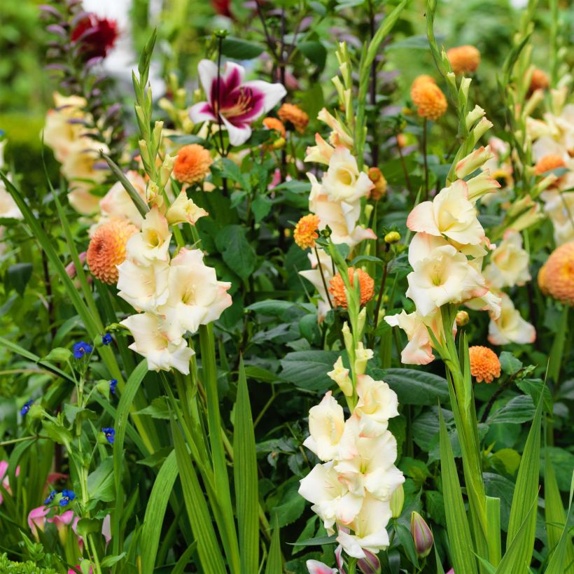 Glaïeul ou Gladiolus Cream Perfection (Floraison)