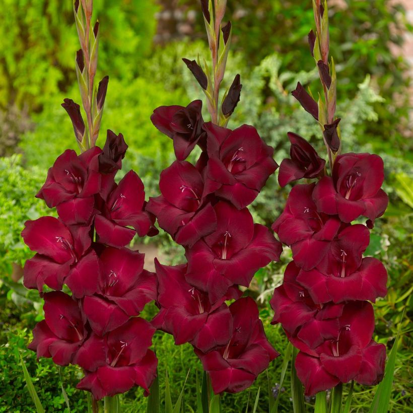 Glaïeul ou Gladiolus Espresso (Floraison)