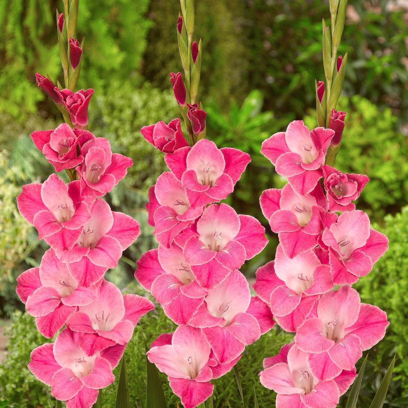 Glaïeul ou Gladiolus Invitatie (Floraison)