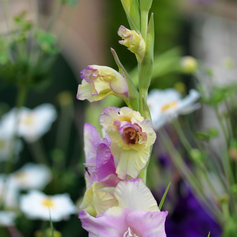 Glaïeul ou Gladiolus Mon Amour (Floraison)