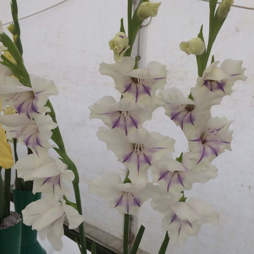 Glaïeul ou Gladiolus nanus x primulinus Angel Kisses (Floraison)